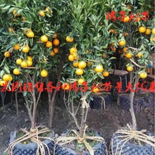 果园供应各种桔橘子树苗盆栽地栽庭院四季种植当年结果果树苗橘子