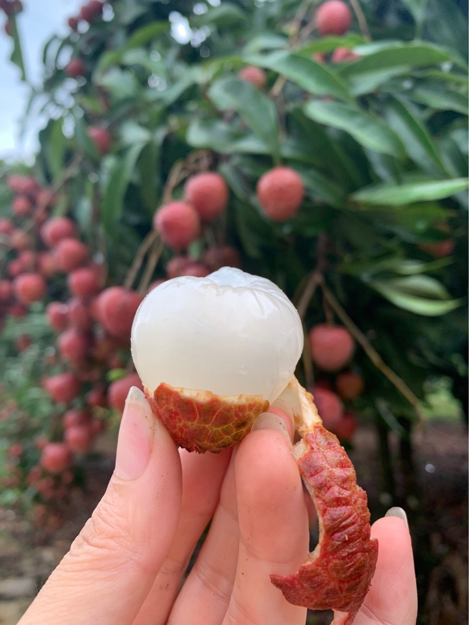 福建黑叶荔枝乌叶荔枝新鲜采摘一件代发