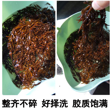 北戴河特产海货干裙带菜鹿角菜凉拌菜羊栖菜龙须菜海藻海草长寿菜