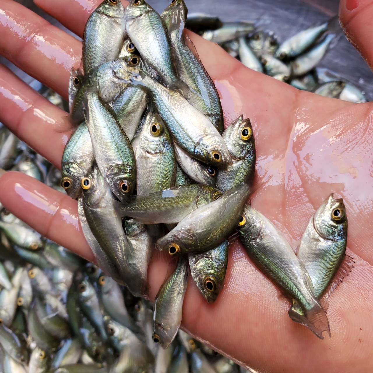 鲈鱼苗 宝石鲈鱼苗 澳洲宝石鲈鱼苗 大量批发各种鱼苗-阿里巴巴