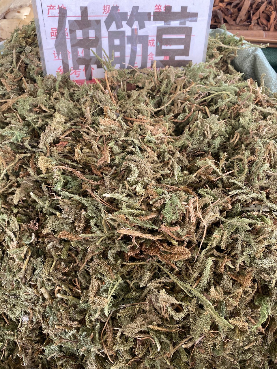 伸筋草广西伸筋草马尾伸筋草500克伸筋草抖音专用