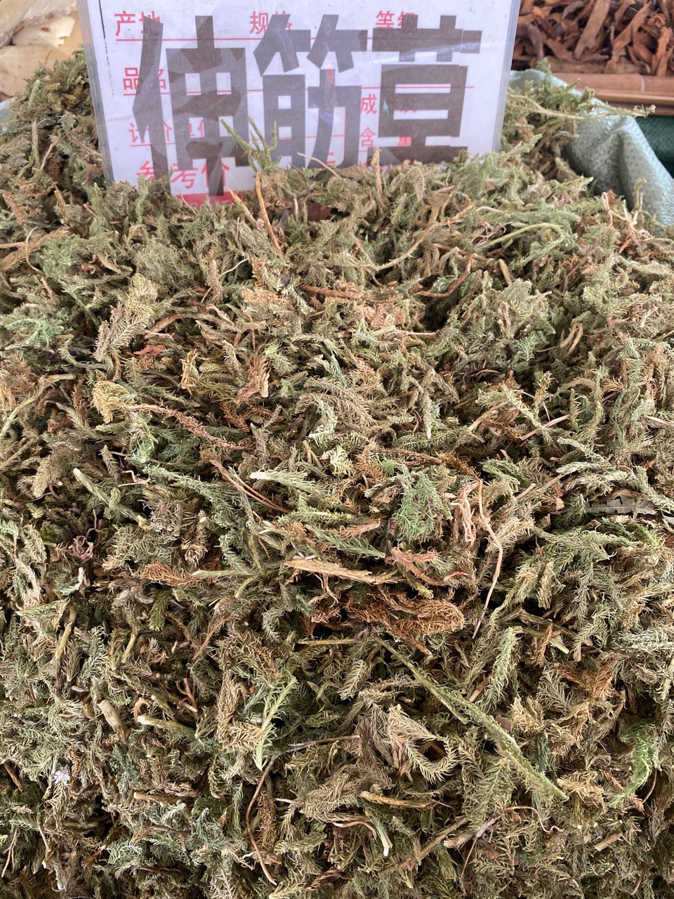 马尾伸筋草生长环境图片