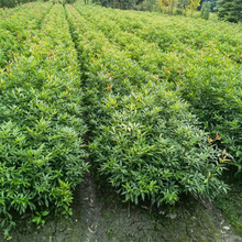 基地批发金丝楠木树苗别墅庭院绿植小叶桢楠苗丁丁楠苗风景绿化树