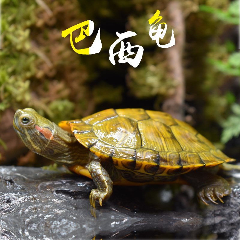 水族水陆一对淡水龟活体金龟观赏龟长寿龟硬壳龟龟苗小王八宠物龟