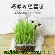 现货猫草盆栽小麦种子籽土培盒育苗盘懒人猫薄荷幼猫咪化毛草零食