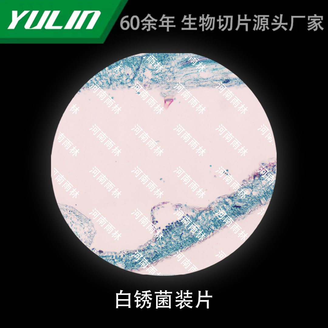 白锈菌装片生物显微镜标本动物植物细胞载玻片观察实验高校-阿里巴巴