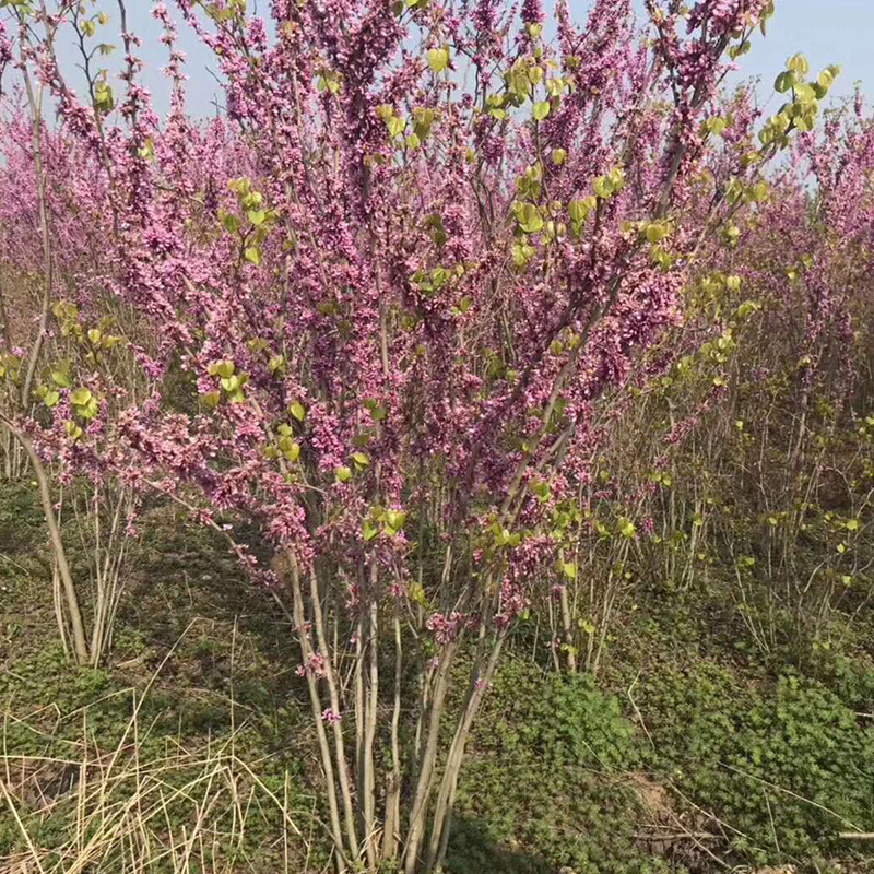 苗木基地批发满天红丛生紫荆花 丛生紫荆树苗冠幅1-3米冠规格齐全