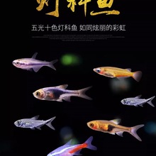 热带淡水活体观赏宠物鱼小型宝莲灯斑马红绿灯孔雀群游鱼苗灯科鱼