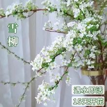 网红款鲜枝雪柳泡水开花水培冬季耐寒花卉干枝遇水家居室内绿植