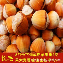 东北耐寒美国大榛子树苗平欧榛子苗树落叶地栽南北方种植当年结果