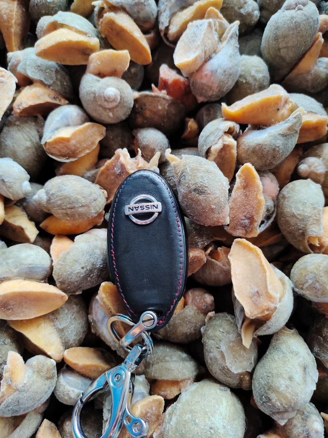 批发供应干冰带壳黄金鲍螺 假鲍鱼捞汁海鲜麻辣食材