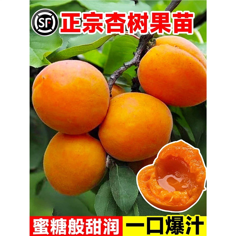 杏树果苗新品种巨密王嫁接盆栽果树苗南北方庭院种植地栽一口爆汁