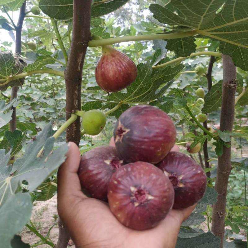 无花果苗批发 久留米无花果苗 巴劳奈无花果树苗当年种植当年结果