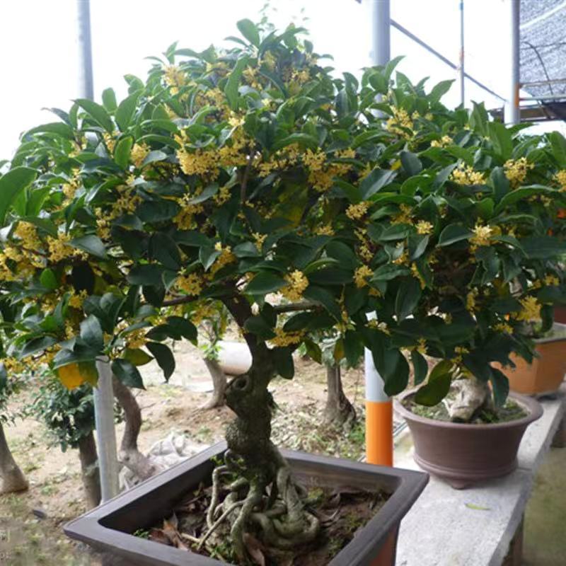 四季桂花树苗盆栽庭院金桂浓香型天香台阁盆景植物室内外地栽花卉