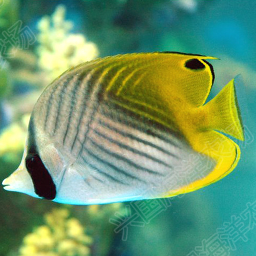 人字蝶 海水鱼活体人字鲽鱼观赏鱼鲽鱼兴国海洋农场养定快递包活