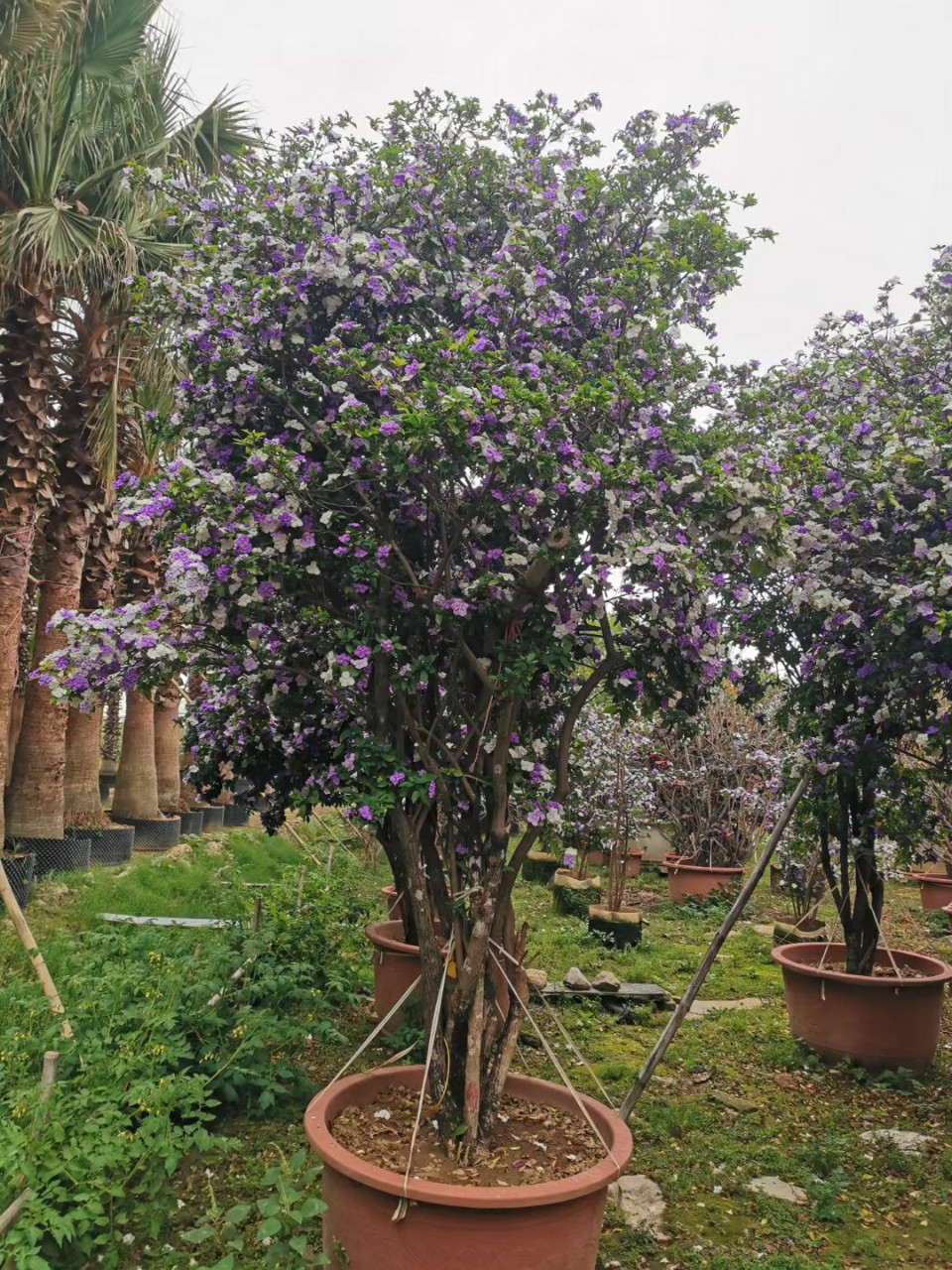 2204供应 老桩 双色茉莉 鸳鸯茉莉花 盆景 别墅 花园 庭院 浓香型