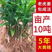 九芙蓉九蒸九晒黄精野生正品中药材15-20年整根黄精即食泡水泡酒