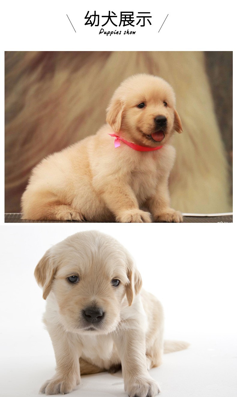 爱心领养金毛犬幼犬活体导盲犬狗活幼体小狗活的活物真狗宠物狗狗