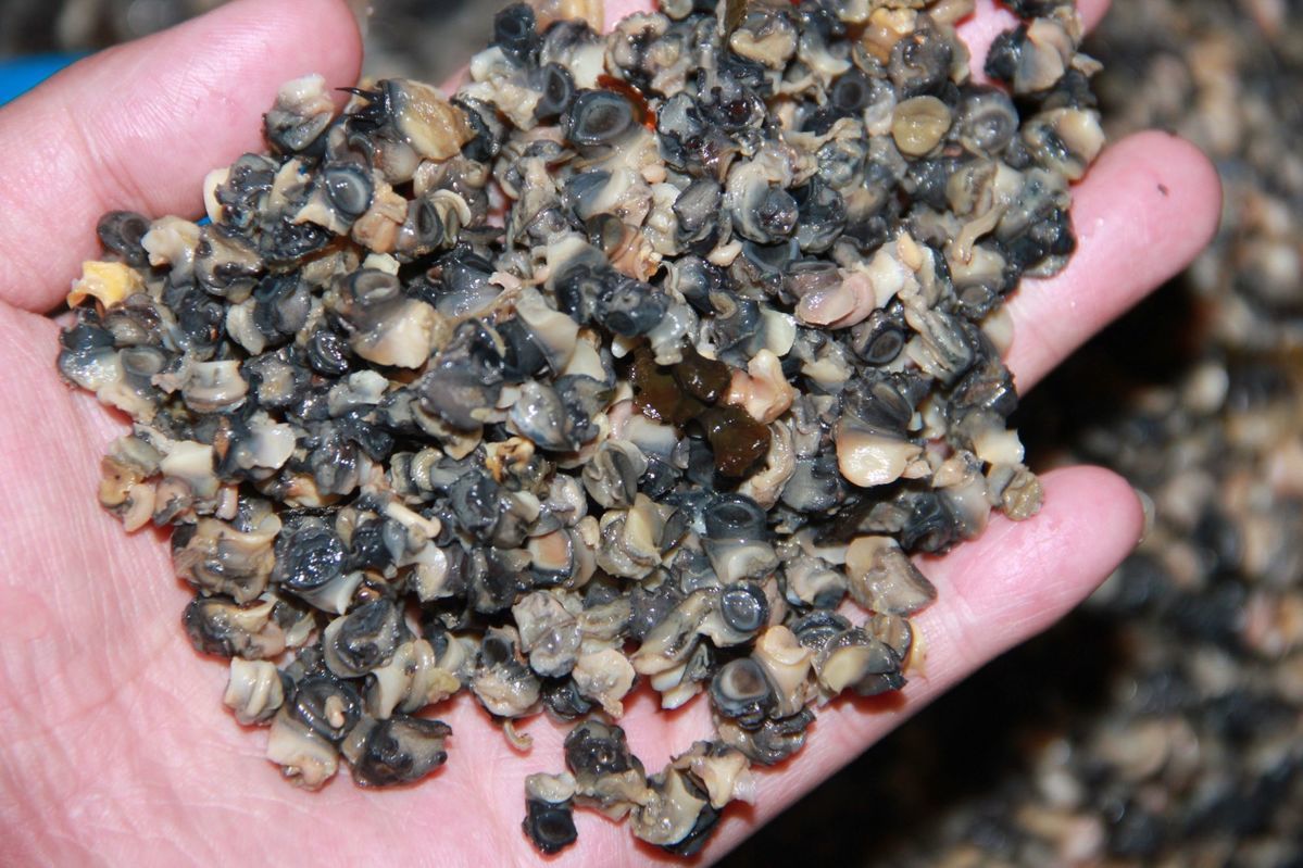 螺丝肉螺蛳肉冷冻田螺肉速冻肉石螺肉螺蛳粉肉嗦螺肉真空包装打窝