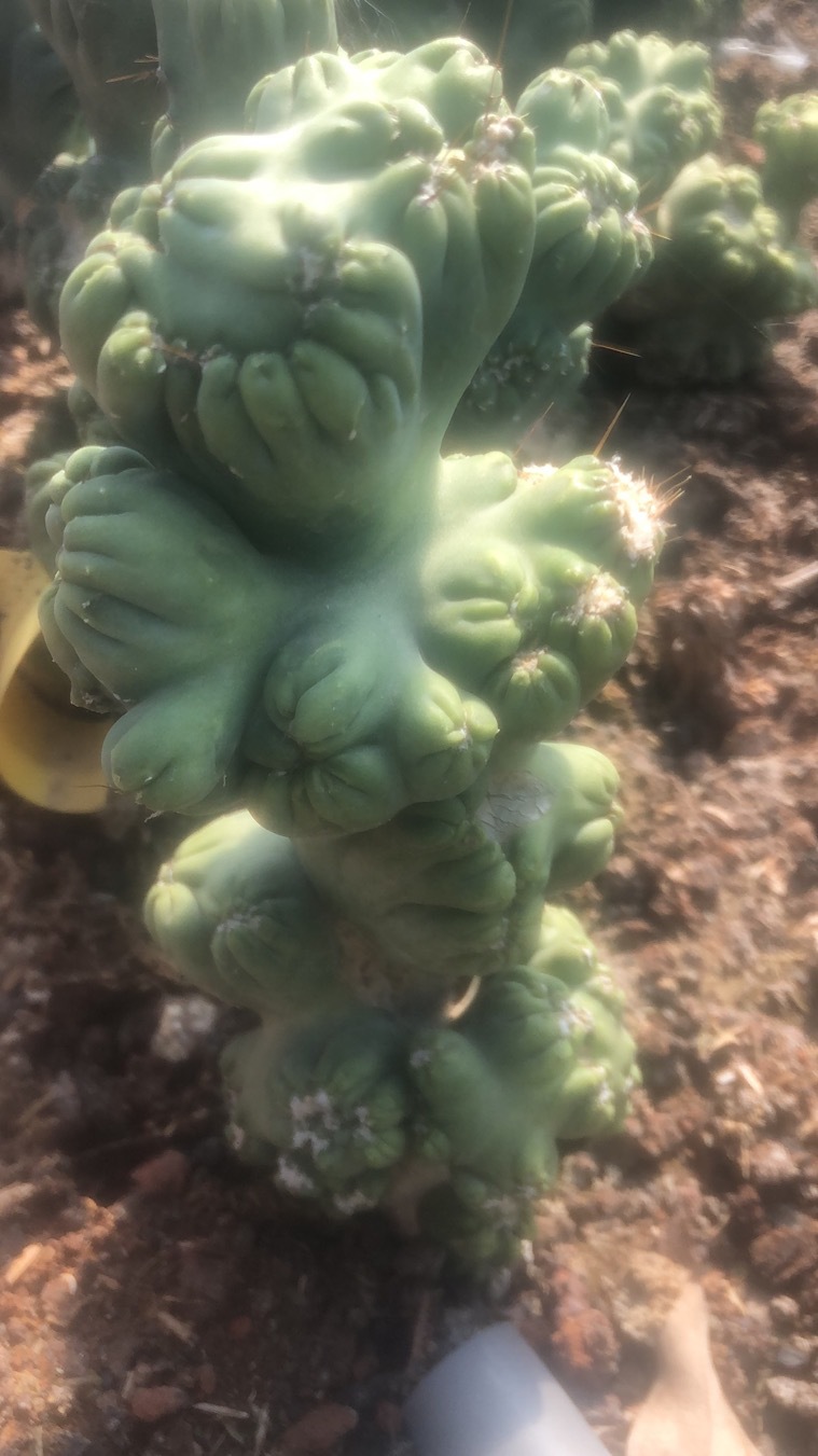 紫云罗汉山影拳仙人掌仙人球高30公分多肉植物沙生植物