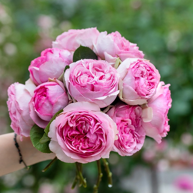 月季品牌珍爱爱恋香水贝尔兰妮香水花香条香水夫人香水沐浴露迷情花语