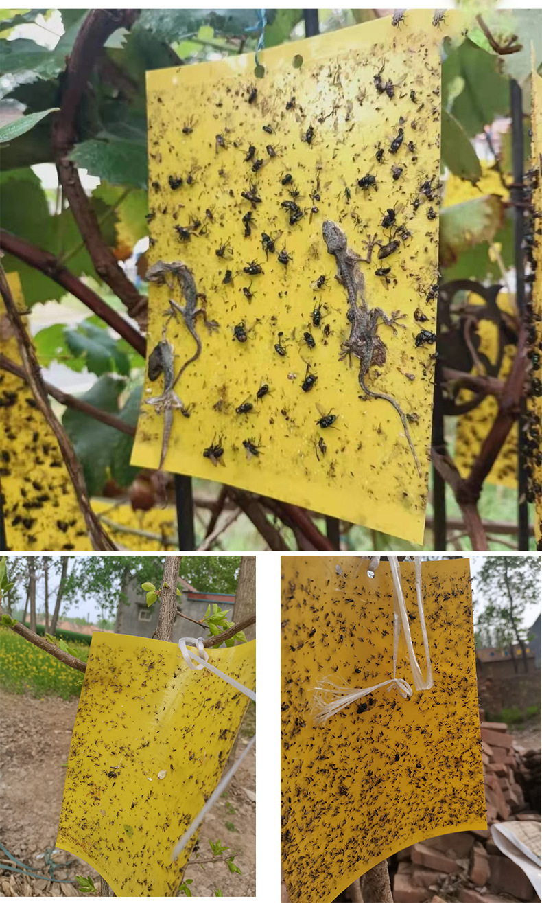 园林果园大棚双面黄板异形粘虫板批发果蝇诱捕器黏沾虫板源头厂家