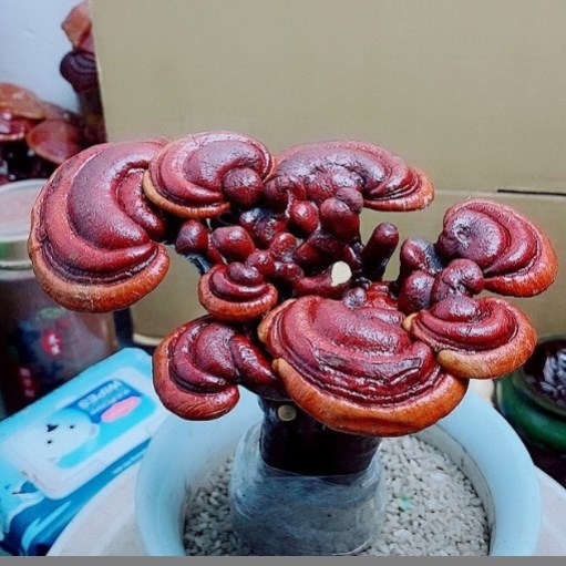 灵芝盆栽活灵芝盆景摆件赤灵芝野生灵芝摆件观赏灵芝苗桌面植物