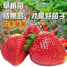 草莓苗四季奶油草莓苗盆栽带土红颜草莓秧苗种植果树苗种莓苗