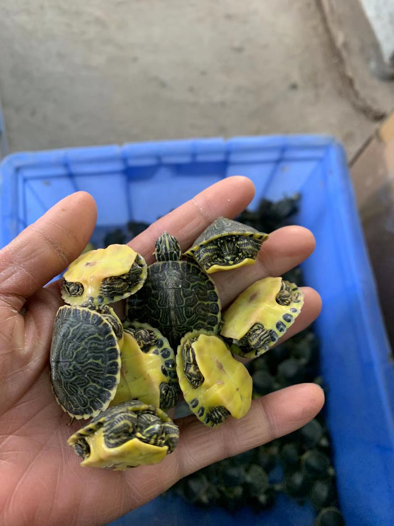 佛洲甜甜圈龟苗活物佛州彩龟深水宠物小乌龟鱼缸深水东部吃菜龟