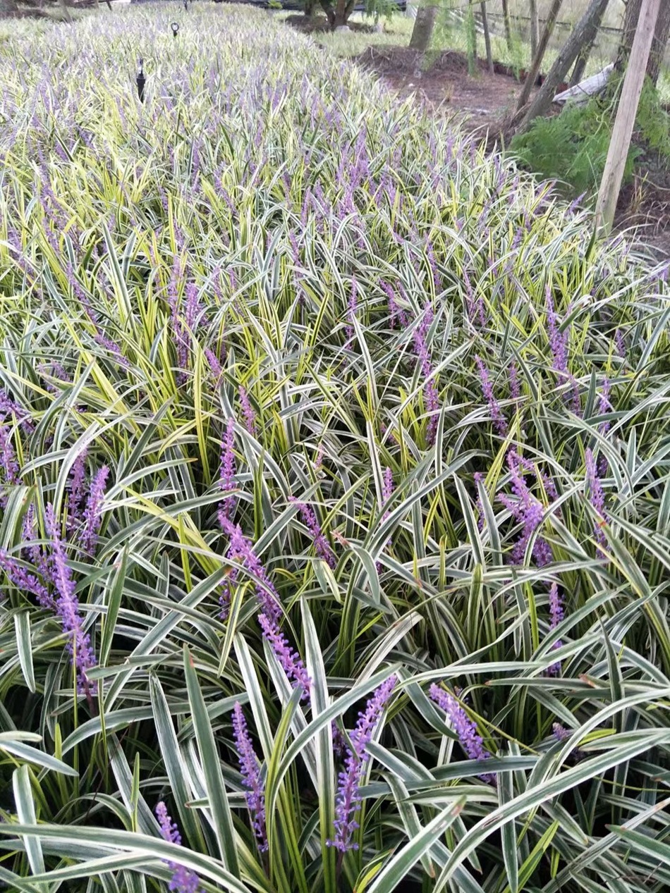 盆栽金边阔叶麦冬草 金边麦冬 金边万年久 绿化地被植物 观赏草