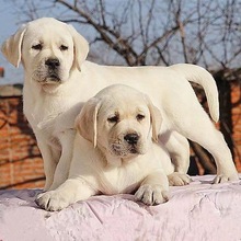 纯种拉布拉多幼犬活体奶白色拉布拉多导盲犬价格拉布拉多宠物狗狗