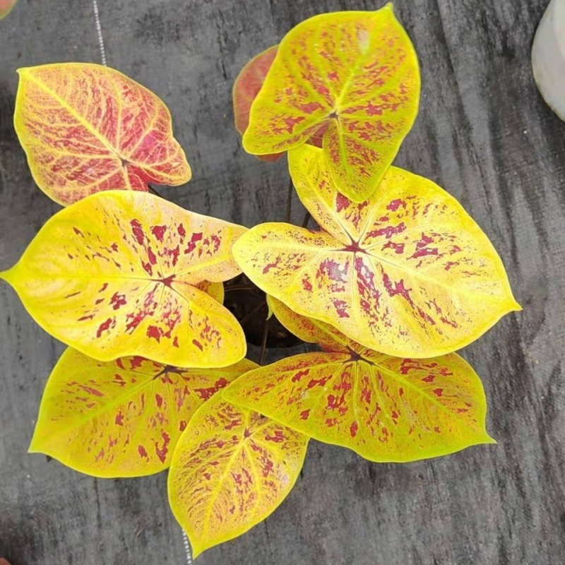 现货五彩叶芋粉色和声白色恋人橙色联盟进口网红ins绿