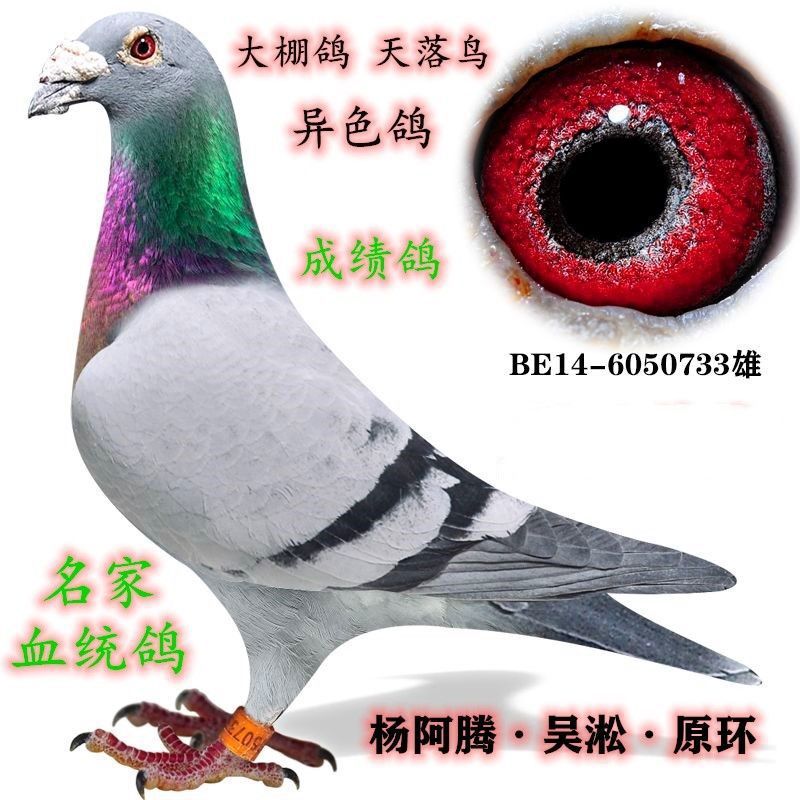 信鸽活体种鸽成绩鸽杨阿腾赛鸽天落鸟鸽子活体公棚鸽成绩鸽幼鸽子