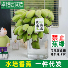 卓恬园 禁止蕉绿水培香蕉带杆 办公室拒绝焦虑桌面摆件可观赏食用