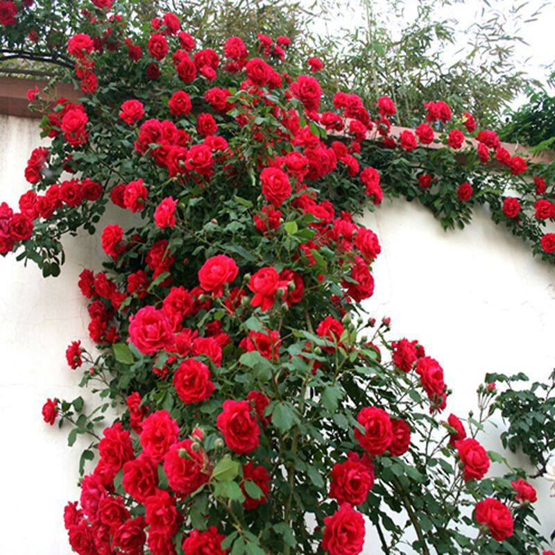 爬藤月季50-60厘米大苗藤本蔷薇玫瑰花苗爬墙特大花四季开花盆栽