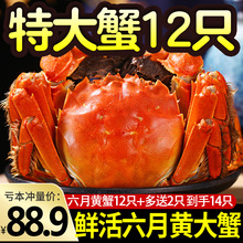 特大活蟹12只大闸蟹鲜活现货水产螃蟹公母活蟹清水河蟹六月黄螃蟹
