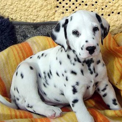 出售纯种斑点狗幼犬短毛斑点犬大麦町斑点博美泰迪幼犬活体宠物狗