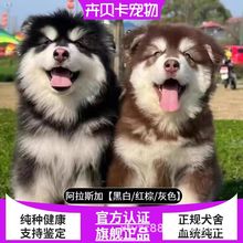 出售纯种大白熊犬活体,巨型全白微笑天使温剩宠物狗狗训练_阿里巴巴找