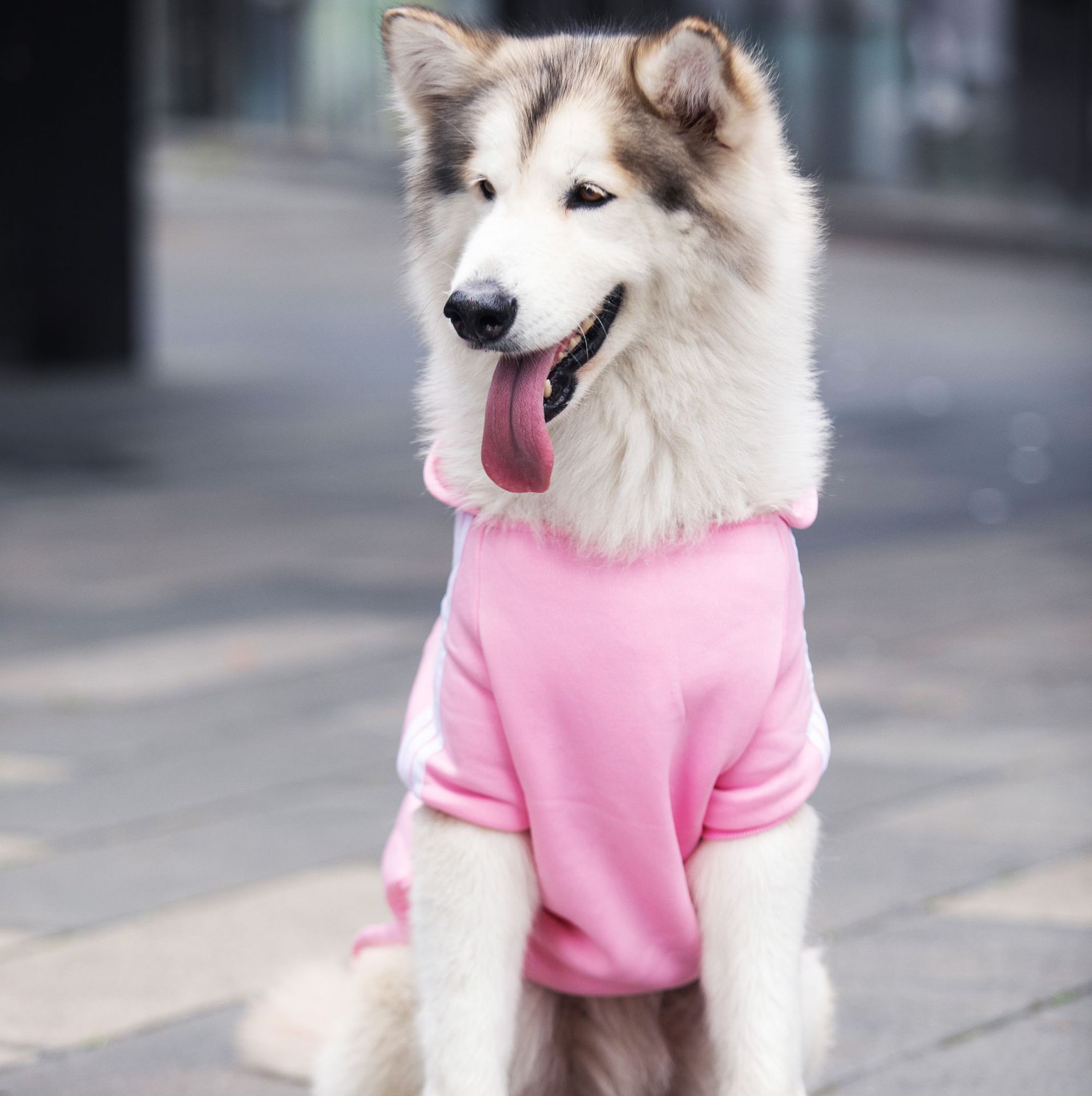 Factory Wholesale Size Dog Golden Retriever Samo Husky Border Collie Cat Autumn and Winter Clothes Pet Supplies Clothing