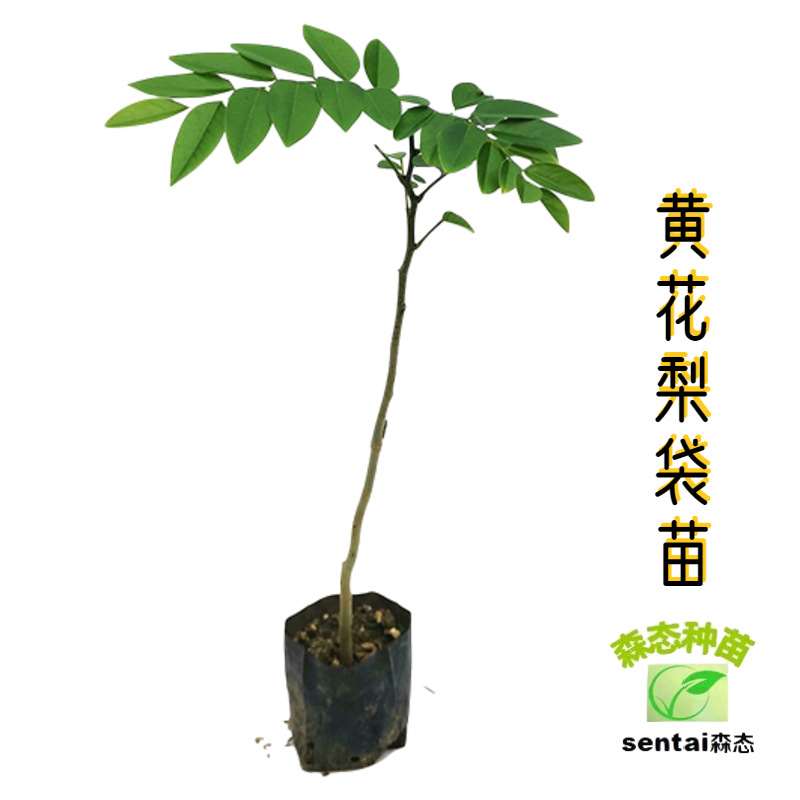 海南黄花梨盆栽花卉室绿植降香黄檀苗庭院四季常青木材树