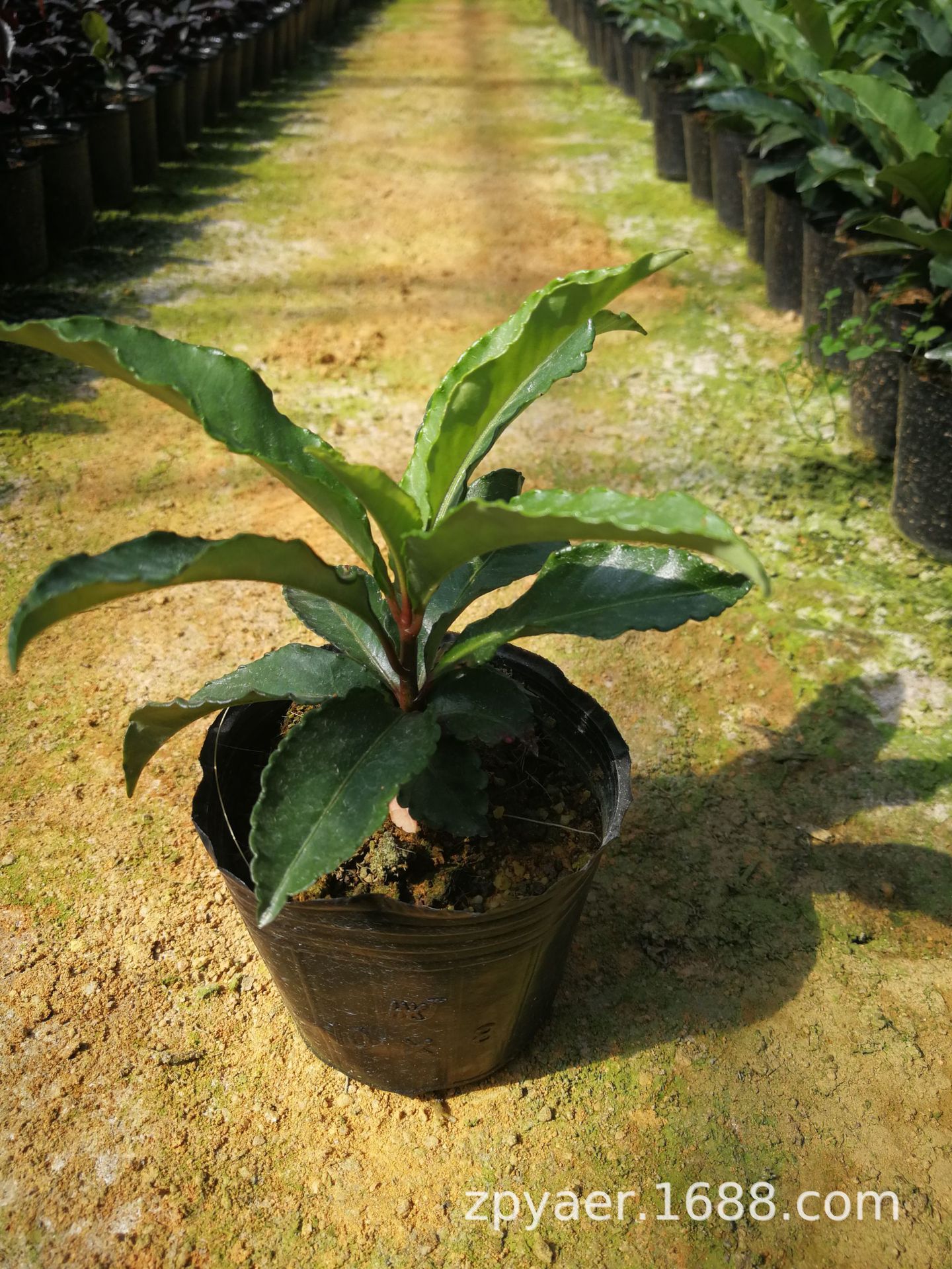 基地直销盆栽富贵籽花 批发富贵籽小苗 紫背富贵籽小苗