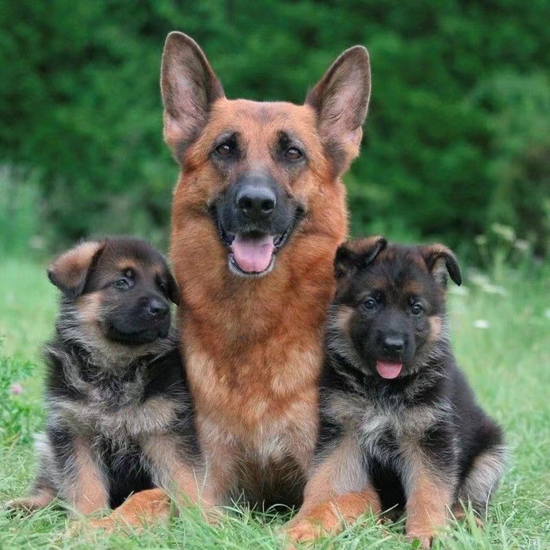 德牧幼犬活体活物宠物狗狗黑背弓背平背德国牧羊犬看家护院放羊狗