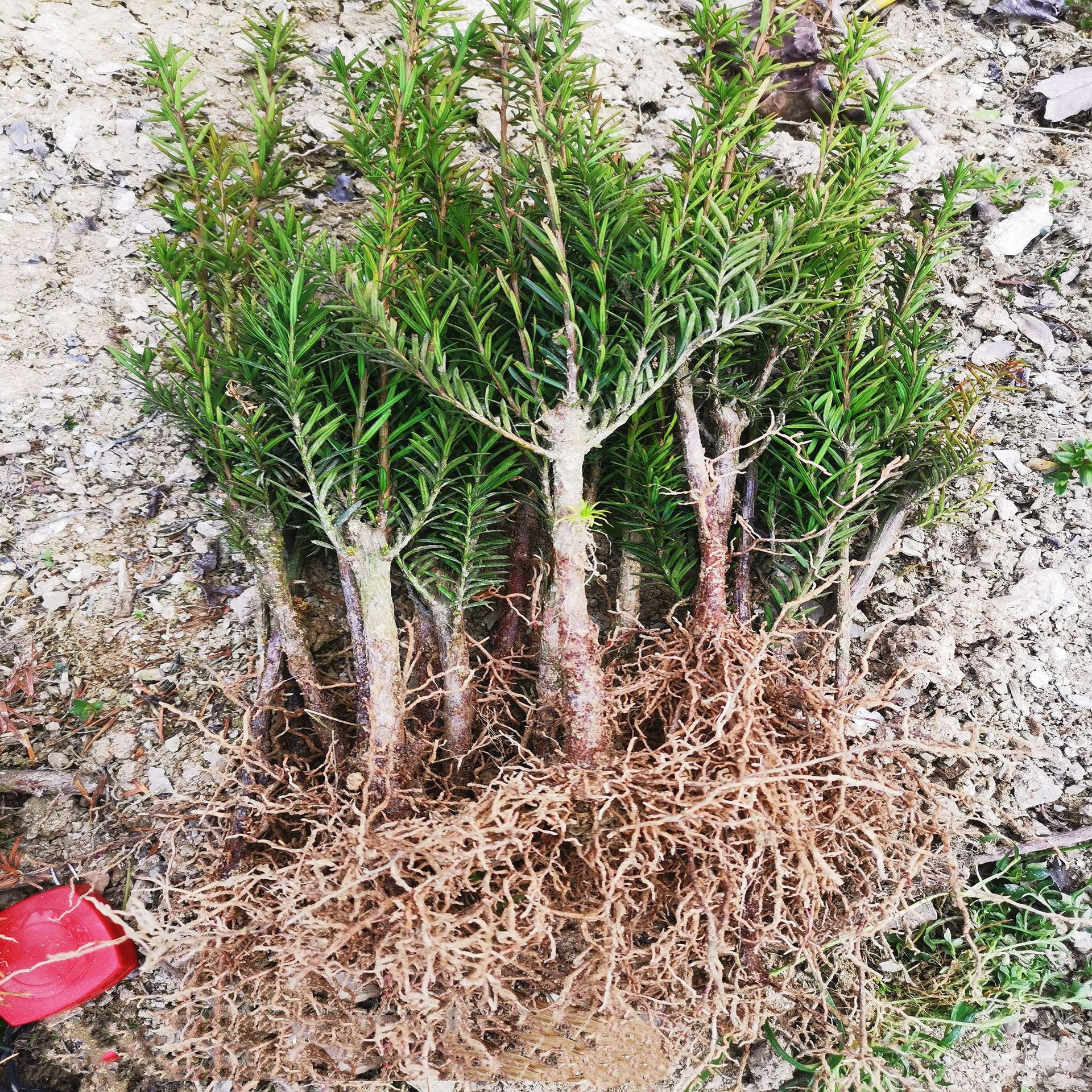 基地批发 曼地亚红豆杉2年粗杆小苗观赏绿化红豆杉树苗园林工程树