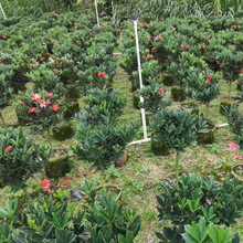 福建四季茶花批发四季茶基地价格1-2米规格齐全产地大量种植绿植