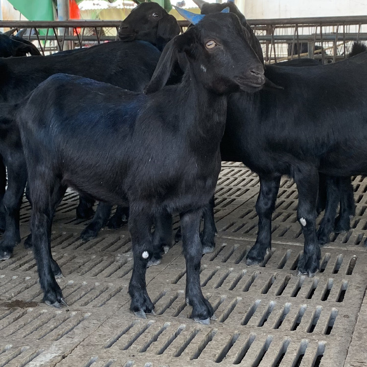 黑山羊养殖场出售纯种波尔山羊羊羔努比亚黑山羊种公羊活体