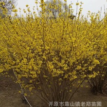 供应东北连翘球黄老虎苗树园林绿化工程灌木球道路迎春花连翘花球