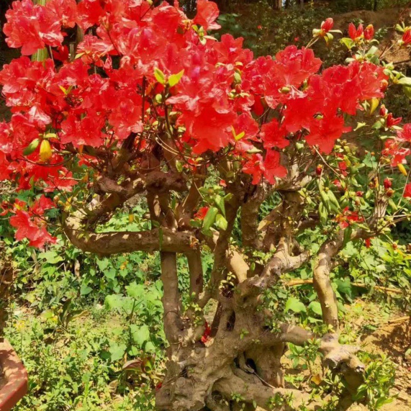 国旗红映山红盆景熟桩杜鹃花盆栽阳台庭院花卉四季常青绿植树桩