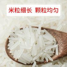猫牙米煲仔饭专用新米丝苗米长粒香大米5斤10斤20斤装大米2.5kg批