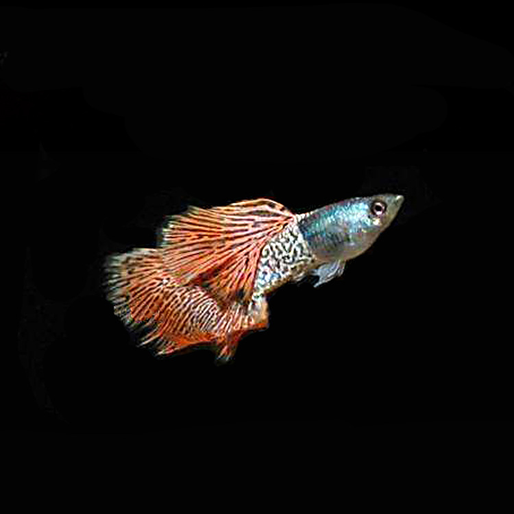 水族孔雀鱼活体金属红蕾丝原生纯系凤尾热带观赏淡水鱼草缸群游鱼