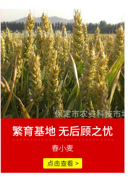 杂交玉米种子2022年审定 红轴 鑫良丰636杂交玉米种-阿里巴巴